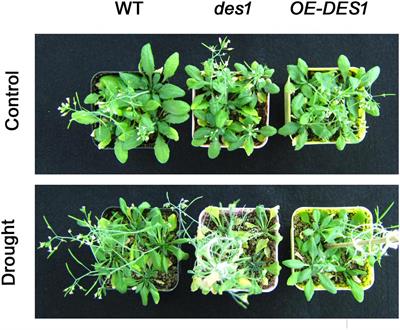 Hydrogen Sulfide Regulates Energy Production to Delay Leaf Senescence Induced by Drought Stress in Arabidopsis